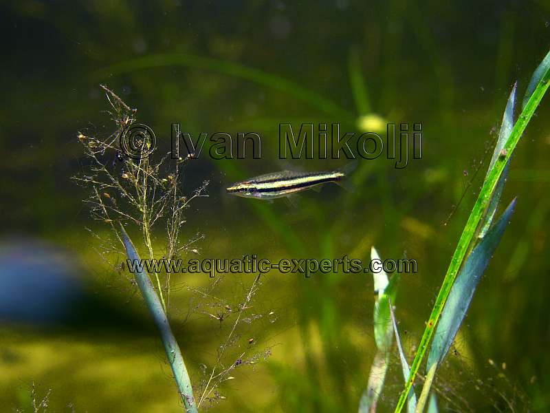 rare aquarium fish